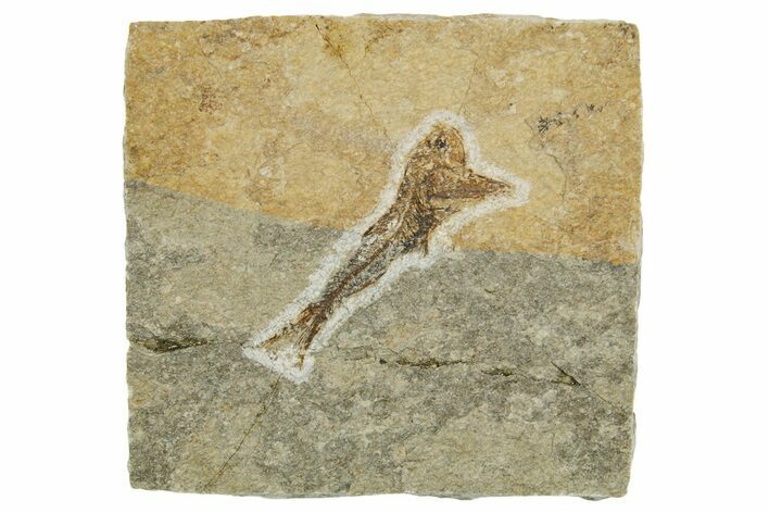 Oligocene Fossil Lanternfish (Eomyctophum) - Poland #374300